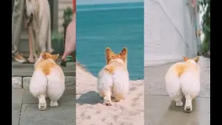 5 years of taking pics of my dogs thicc 🍑 #Shorts