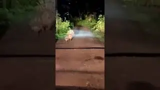 Porcupine at its real habitat ( മുള്ളൻ പന്നിയും കുഞ്ഞും ) . Video by Favas Thanima