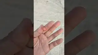 Buah Kersen