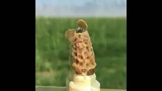Рождение пчеломатки! Удивильное таинство рождения!
