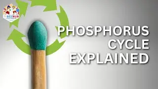 Understanding the Phosphorus Cycle: A Complete Guide for Science Students