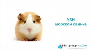 УЗИ сердца морской свинке