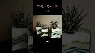 Зебра на подконнике — неприхотливое комнатное растение Хавортия, суккулент Haworthia fasciata