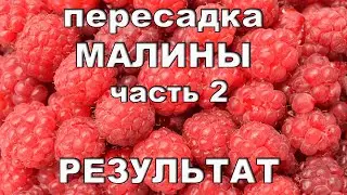 Пересадка малины. Часть 2. Результат.