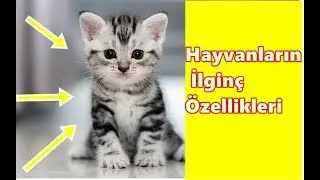 Bakımı Kolay, EVCİL Hayvanlar; Beslenme ,Barınma Tarzları!