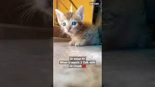 Cute kitten and his crush❤️❤️😍 funny video 
