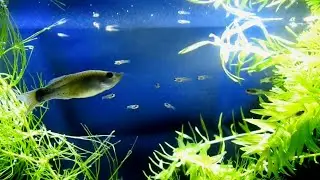 Puluhan Anak Ikan Guppy dan Induknya. Video Relaksasi.