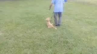 Deland Dog Training with Orlando Dog Training - K9 Counselor Bob Gailey.