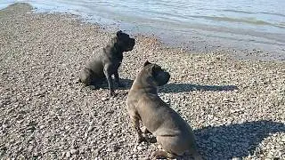 Кане корсо Таганрог