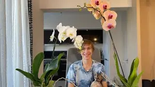 КУПИЛ ГИГАНТСКИЕ ФАЛЕНОПСИСЫ🌷