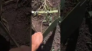 Культиватор КРОТ. Рыхление и прополка междурядий чесотка. Часть 2