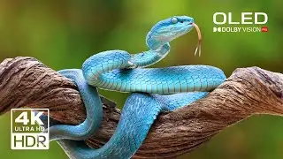 99+ Snake Videos Collection I 4K 60 FPS HDR Everything 4K Official