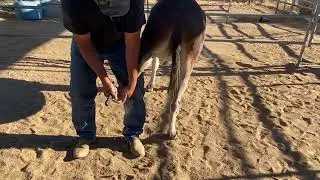 Canela-12Y.O. BLM Jenny
