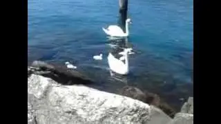 La danza de los cisnes... Dance of the swans...