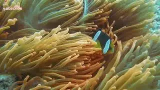 #DeepSleep #relaxing #fish #nature Different fish Video for your mind relaxation and grow your mind.