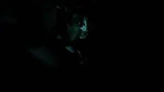 seseorang meninggalkan anak kucing di jalan #shorts