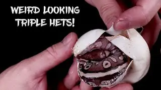 Strange Looking Lesser Triple Het Hatchlings! (Egg Cutting, See the Results!)