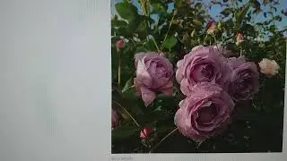 ROSES. Plantafol. Nursery advertising. Novalis and others. About me. ANSWERS TO QUESTIONS