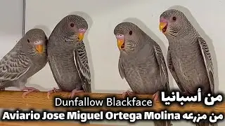 Dunfallow Blackface budgies