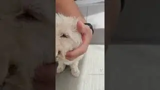 rescatan a perrito con ligas encarnadas 😭 #rescate #perritos #tiktok #sad