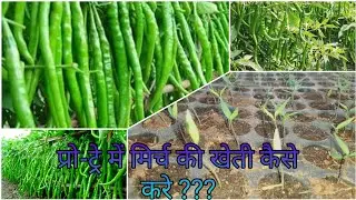 मिर्च की नर्सरी मिर्च को प्रो -ट्रे में लगाना सीखे