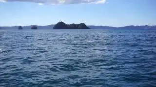 Dolphins jumping - Coromandel, NZ
