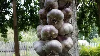 Плетение косы из чеснока, сорт голубой дунай