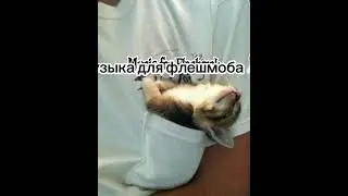 музыка для флешмоба🐰