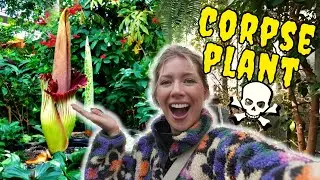 A Corpse Plant in Bloom ?! Rare Plant Tour