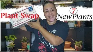7 New Plants | Plant Swap #plants #haul #new #planthaul #unboxing  #variegatedplants  #wishlist