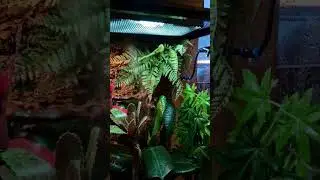 то что я создаю🥰🦎 #террариумистика #террариумы #рептилии #флорариум #красота #хобби
