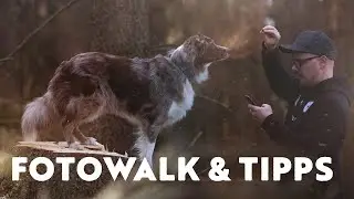 Hundefotografie Tipps / Fotowalk im Harz