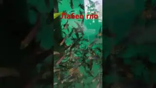 Лабео гло