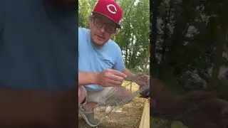 Catching Egg Eating Snakes in a Snake Trap! 