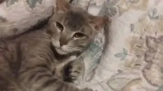 cat drum