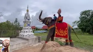 Thaïlande quand les éléphants communiquent avec les anges