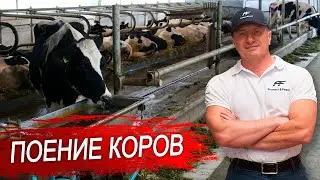 Сколько пьет корова. Поение коров. Поилки для коров.