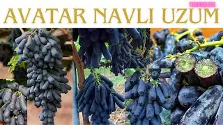 Avatar navli uzum - Avatar grape variety 