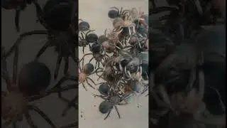 Theraphosa apophysis малыши