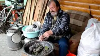 Фруктовая брага Виноград 2 Изабелла