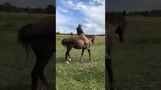 Управление верхом без оголовья