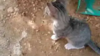 Lindo Gatito  ! !