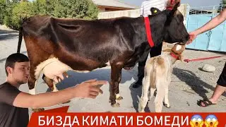 СУТИ КОП ИШОНЧИЛИК СИГИРЛАР КЕЛДИ | 9-сент, 2024.