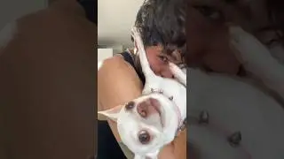 Kissing Niki my angry chihuahua😚🥵😈