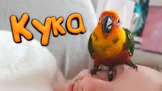 Попугай Кука