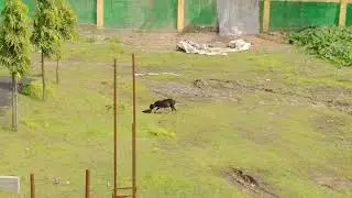 A Black dog hunting chicken