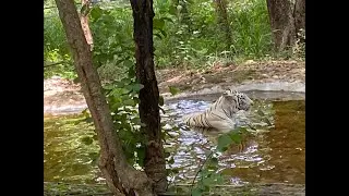 Bannerghatta Zoo and Safari