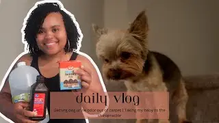 How to Remove Pet Urine Odor from Carpet | Taking my baby to the chiropractor