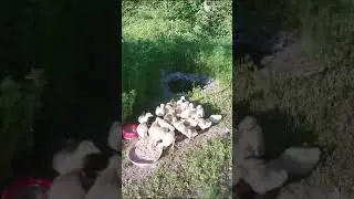 гусята на прогулке