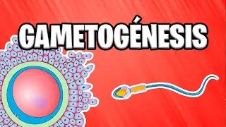✅ WHAT IS GAMETOGENESIS? | EMBRYOLOGY [2023] 📚